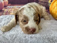 Patsy one blue eye, a female Cockapoo for sale in Ruskin, FL – 4 of 10