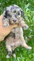 Morkie poo Blue Merle  , a female Poodle - Toy  and Morkie for sale in Tampa, FL – 2 of 4