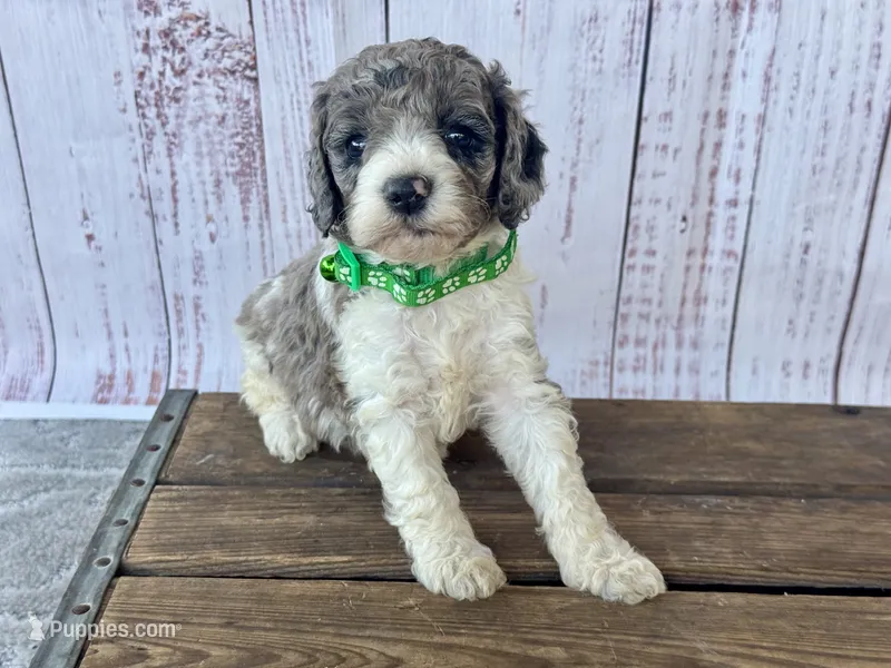 Tania – Cockapoo puppy for sale in Ruskin, FL