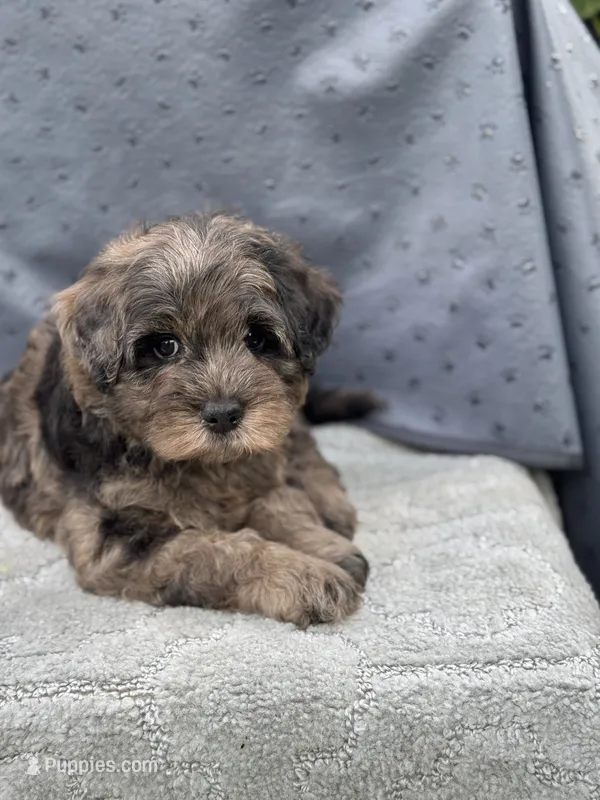 Camo  mini Chowdoodle from DoDo parents  – Chow Chow, Poodle - Miniature  puppy for sale in Tampa, FL