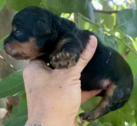 Maple, a female Miniature Aussiedoodle for sale in Tampa, FL – 1 of 8