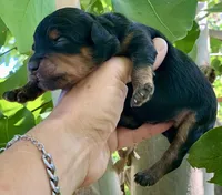 Maple, a female Miniature Aussiedoodle for sale in Tampa, FL – 8 of 8