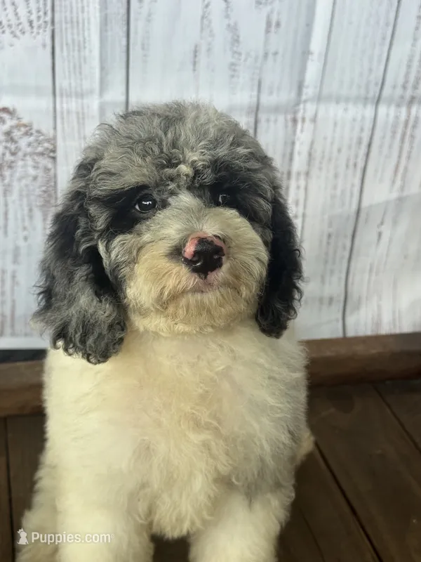 Bluebell. – Cockapoo puppy for sale in Ruskin, FL
