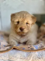 Pumpkin , a female Chow Chow and Poodle - Standard  for sale in Ruskin, FL – 6 of 10