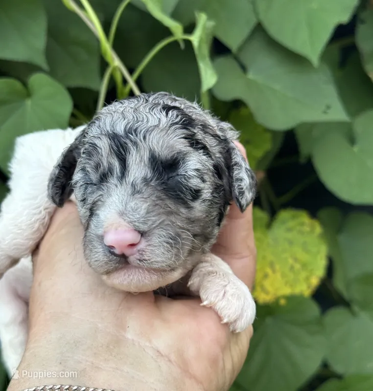 Bluebell. “Regular size” Blue Merle – Cockapoo puppy for sale in Tampa, FL