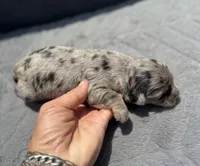 Sapphire F1b, a female Miniature Aussiedoodle for sale in Tampa, FL – 4 of 6