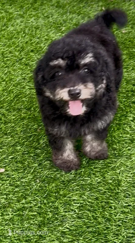 Anna tiny Chowdoodle – Chow Chow, Poodle - Toy  puppy for sale in Tampa, FL