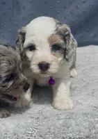 Skye  F1b, a female Miniature Aussiedoodle for sale in Tampa, FL – 5 of 10