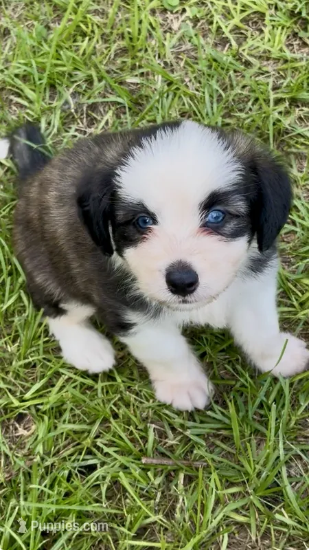 Willie blue eyes – Miniature Aussiedoodle puppy for sale in Ruskin, FL