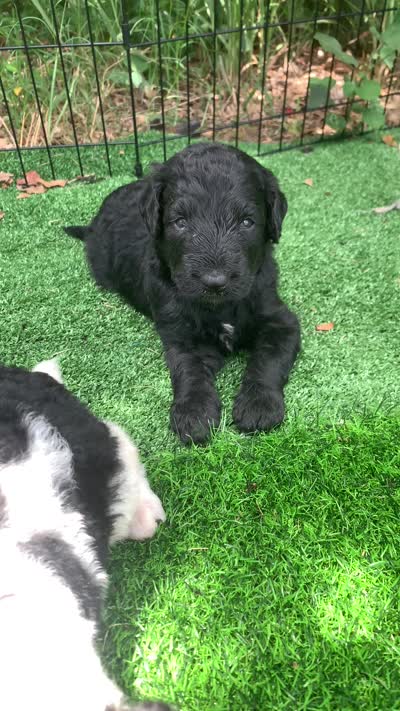 Medium size. Parents health tested., a male Bernedoodle for sale in Tampa, FL – 3 of 10