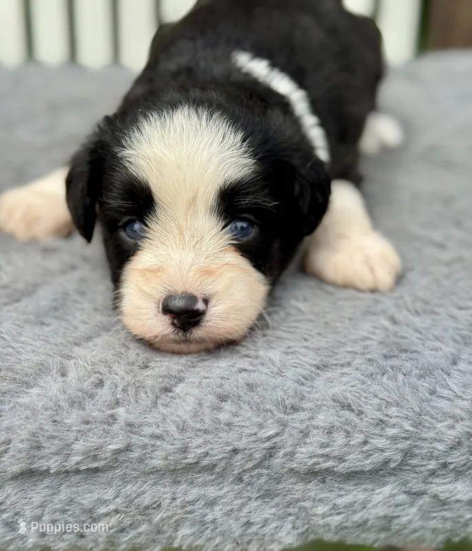 Tania – Miniature Aussiedoodle puppy for sale in Ruskin, FL