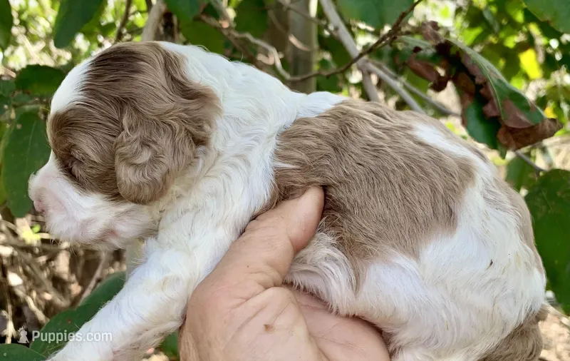 Chocolate Merle parti – Cockapoo puppy for sale in Tampa, FL