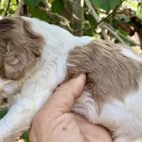 Chocolate Merle parti, a male Cockapoo for sale in Tampa, FL – Photo 2 of 4