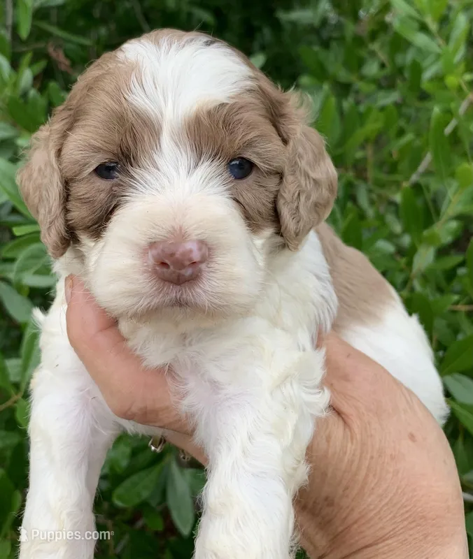 Chocolate Merle parti – Cockapoo puppy for sale in Tampa, FL