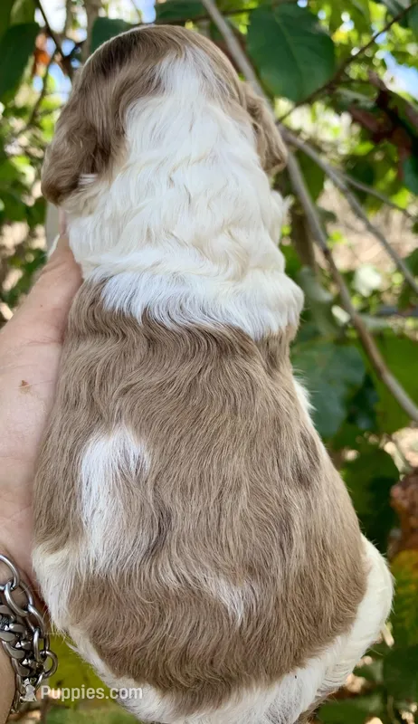 Chocolate Merle parti