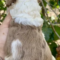 Chocolate Merle parti, a male Cockapoo for sale in Tampa, FL – Photo 1 of 4
