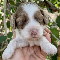 Chocolate Merle parti, a male Cockapoo for sale in Tampa, FL – Photo 4 of 4