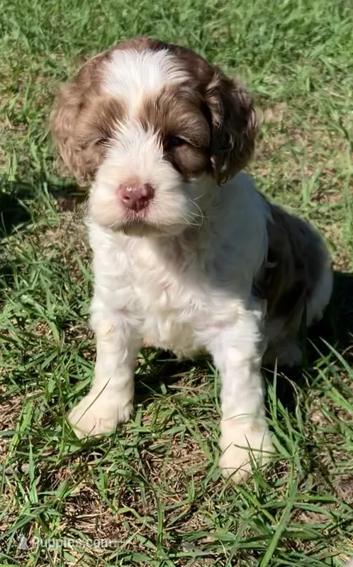Chocolate Merle parti – Cockapoo puppy for sale in Tampa, FL
