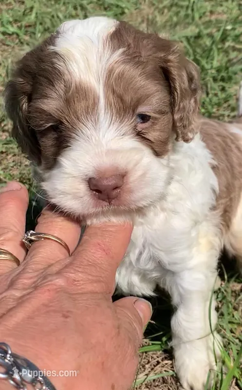 Chocolate Merle parti – Cockapoo puppy for sale in Tampa, FL