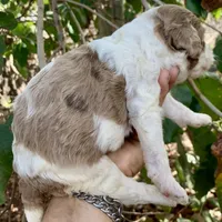 Chocolate Merle parti, a male Cockapoo for sale in Tampa, FL – Photo 3 of 4