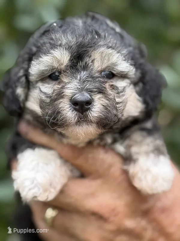 Morkiepoo  – Poodle - Toy , Morkie puppy for sale in Tampa, FL