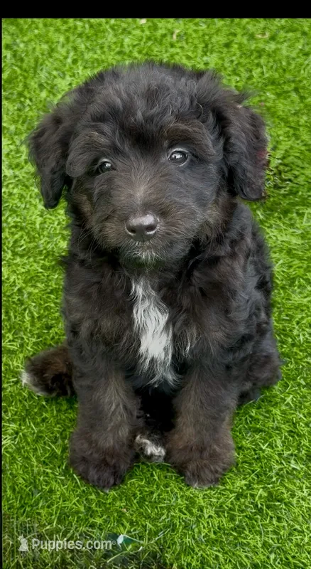 Onyx. Parents health tested – Miniature Aussiedoodle puppy for sale in Tampa, FL