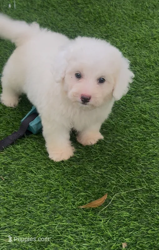 Leo tiny Chowdoodle – Chow Chow, Poodle - Toy  puppy for sale in Tampa, FL