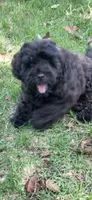 Sable Mini Chowdoodle , a female Chow Chow and Poodle - Miniature  for sale in Tampa, FL – Photo 3 of 8
