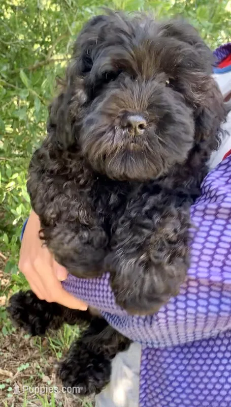 Sable Mini Chowdoodle  – Chow Chow, Poodle - Miniature  puppy for sale in Tampa, FL