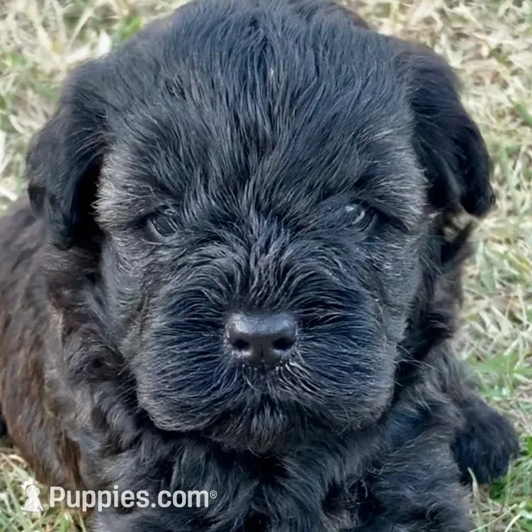 Mini Chowdoodle sable, a female Chow Chow and Poodle - Miniature  for sale in Tampa, FL – Photo 4 of 10