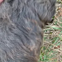 Sable Mini Chowdoodle , a female Chow Chow and Poodle - Miniature  for sale in Tampa, FL – Photo 2 of 8