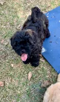 Mini Chowdoodle sable, a female Chow Chow and Poodle - Miniature  for sale in Tampa, FL – Photo 1 of 10