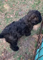 Mini Chowdoodle sable, a female Chow Chow and Poodle - Miniature  for sale in Tampa, FL – Photo 6 of 10