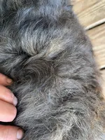 Sable Mini Chowdoodle , a female Chow Chow and Poodle - Miniature  for sale in Tampa, FL – Photo 5 of 8