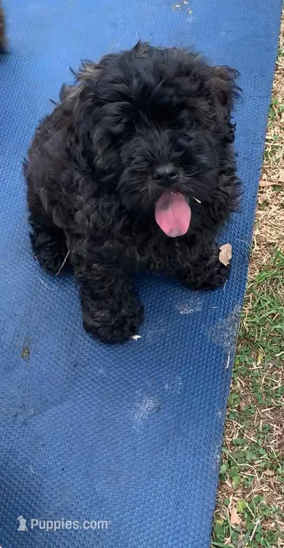 Mini Chowdoodle sable