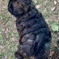 Sable Mini Chowdoodle , a female Chow Chow and Poodle - Miniature  for sale in Tampa, FL – Photo 6 of 8