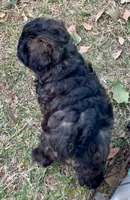 Mini Chowdoodle sable, a female Chow Chow and Poodle - Miniature  for sale in Tampa, FL – Photo 5 of 10