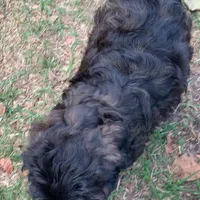 Sable Mini Chowdoodle , a female Chow Chow and Poodle - Miniature  for sale in Tampa, FL – Photo 7 of 8