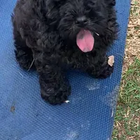 Sable Mini Chowdoodle , a female Chow Chow and Poodle - Miniature  for sale in Tampa, FL – Photo 8 of 8