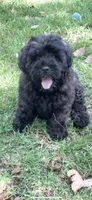 Sable Mini Chowdoodle , a female Chow Chow and Poodle - Miniature  for sale in Tampa, FL – Photo 1 of 8
