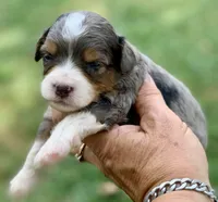 Indigo , a female Miniature Aussiedoodle for sale in Tampa, FL – 9 of 9
