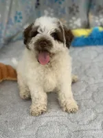 Hershey, a female Chow Chow and Poodle - Miniature  for sale in Tampa, FL – 5 of 10