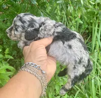Morkie poo Blue Merle  , a female Poodle - Toy  and Morkie for sale in Tampa, FL – 3 of 4