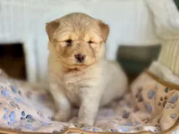 Pumpkin , a female Chow Chow and Poodle - Standard  for sale in Ruskin, FL – 1 of 10