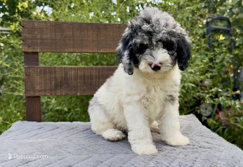 Sapphire  – Cockapoo puppy for sale in Ruskin, FL