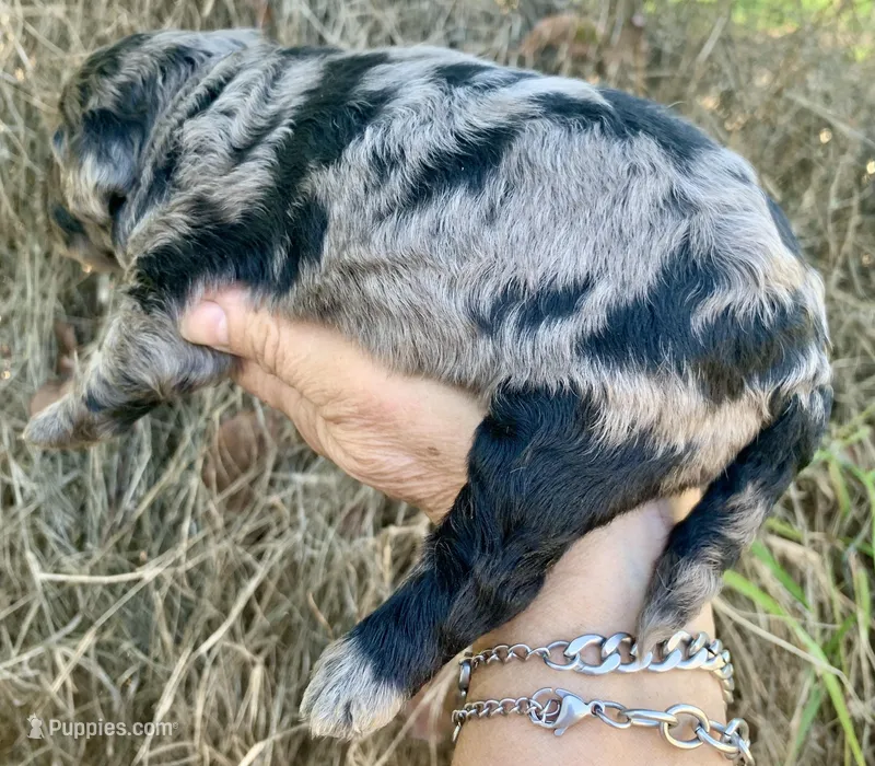 Standard Cockapoo  with unique markings  – Cockapoo puppy for sale in Tampa, FL