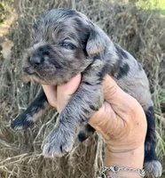 Standard Cockapoo  with unique markings , a female Cockapoo for sale in Tampa, FL – Photo 10 of 10
