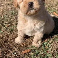Chowdoodle 20-30lbs, a male Chow Chow for sale in Tampa, FL – Photo 8 of 8