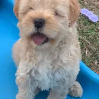 Chowdoodle 20-30lbs, a male Chow Chow for sale in Tampa, FL – Photo 6 of 8