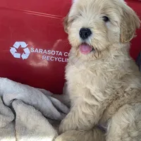 Chowdoodle 20-30lbs, a male Chow Chow for sale in Tampa, FL – Photo 4 of 8